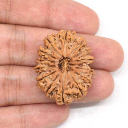 14-Mukhi-Rudraksha-Nepal-Collector-2-Hand