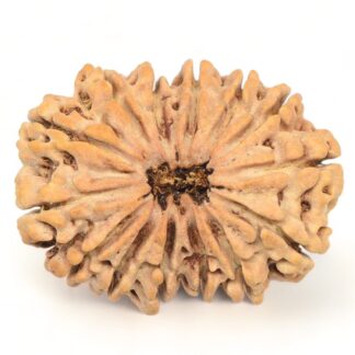 14-Mukhi-Rudraksha-Nepal-Collector-3