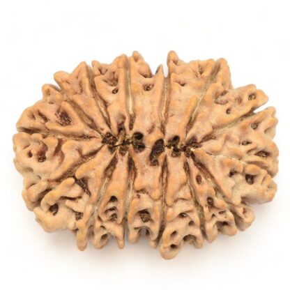 14-Mukhi-Rudraksha-Nepal-Collector-3-Back