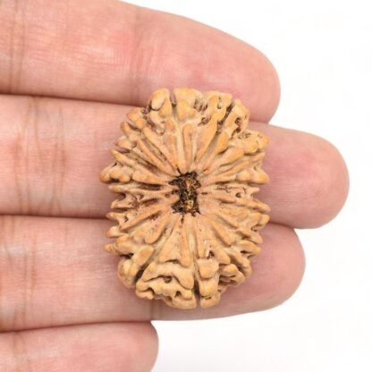 14-Mukhi-Rudraksha-Nepal-Collector-3-Hand