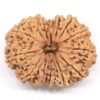 14-Mukhi-Rudraksha-Nepal-Collector-4