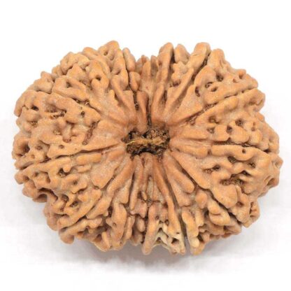 14-Mukhi-Rudraksha-Nepal-Collector-4