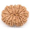14-Mukhi-Rudraksha-Nepal-Collector-4-Back