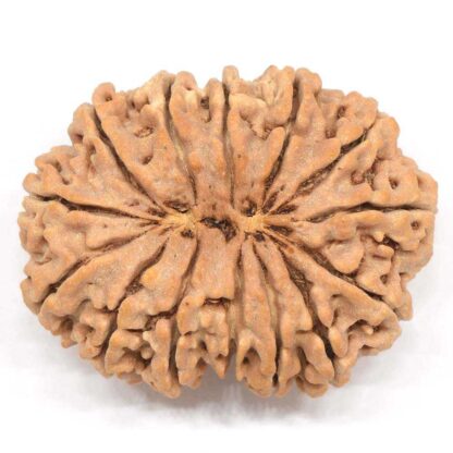 14-Mukhi-Rudraksha-Nepal-Collector-4-Back