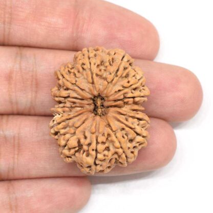 14-Mukhi-Rudraksha-Nepal-Collector-4-Hand