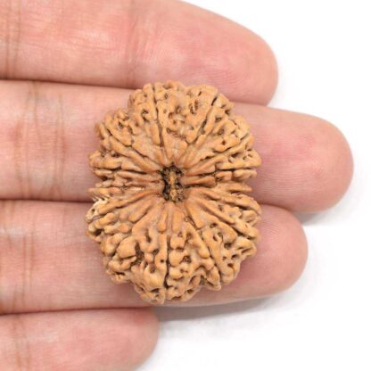 14-Mukhi-Rudraksha-Nepal-Collector-4-Hand