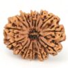 14-Mukhi-Rudraksha-Nepal-Collector-5