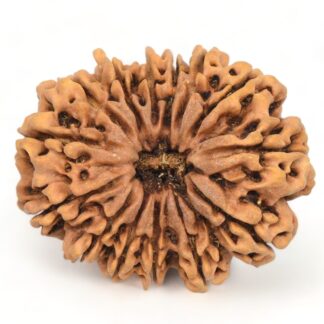 14-Mukhi-Rudraksha-Nepal-Collector-5