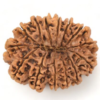 14-Mukhi-Rudraksha-Nepal-Collector-5-Back