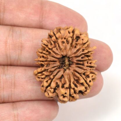 14-Mukhi-Rudraksha-Nepal-Collector-5-Hand