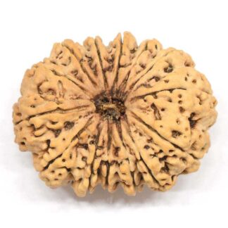 14-Mukhi-Rudraksha-Nepal-Collector-6
