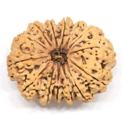 14-Mukhi-Rudraksha-Nepal-Collector-6