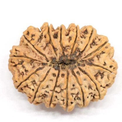 14-Mukhi-Rudraksha-Nepal-Collector-6-Back