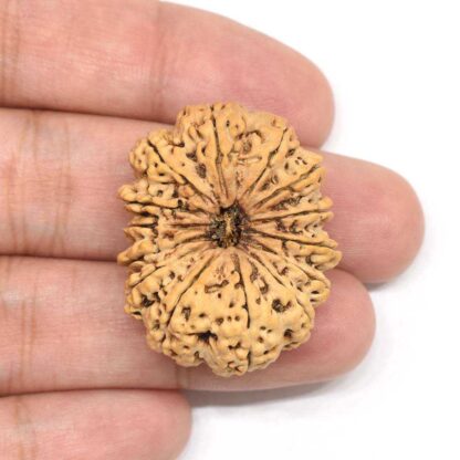 14-Mukhi-Rudraksha-Nepal-Collector-6-Hand