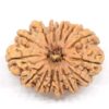 14-Mukhi-Rudraksha-Nepal-Collector-7