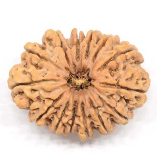14-Mukhi-Rudraksha-Nepal-Collector-7