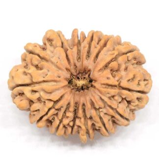 14-Mukhi-Rudraksha-Nepal-Collector-7