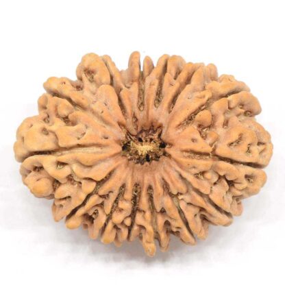 14-Mukhi-Rudraksha-Nepal-Collector-7