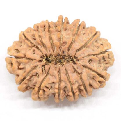 14-Mukhi-Rudraksha-Nepal-Collector-7-Back