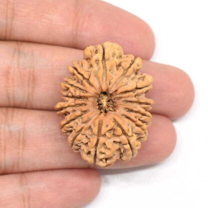 14-Mukhi-Rudraksha-Nepal-Collector-7-Hand