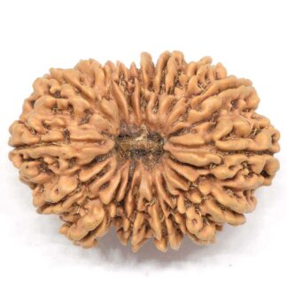 15-Mukhi-Rudraksha-Nepal-Collector-2