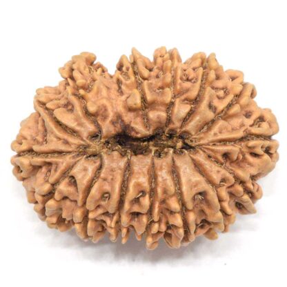 15-Mukhi-Rudraksha-Nepal-Collector-2-Back