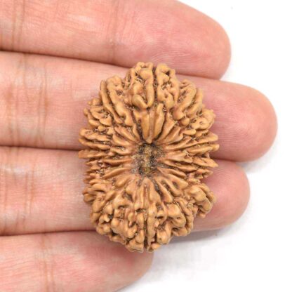 15-Mukhi-Rudraksha-Nepal-Collector-2-Hand