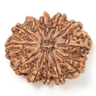 12-Mukhi-Rudraksha-Nepal-Collector-10