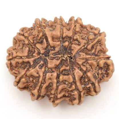 12-Mukhi-Rudraksha-Nepal-Collector-10-Back