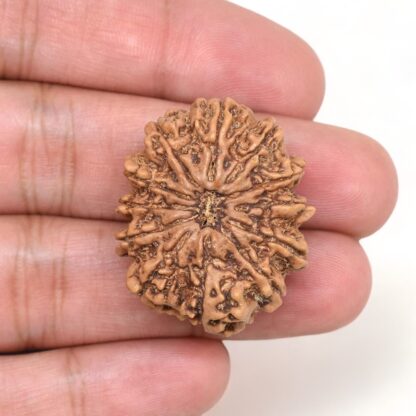 12-Mukhi-Rudraksha-Nepal-Collector-10-Hand