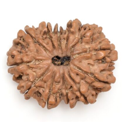 12-Mukhi-Rudraksha-Nepal-Collector-11