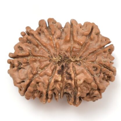 12-Mukhi-Rudraksha-Nepal-Collector-11-Back