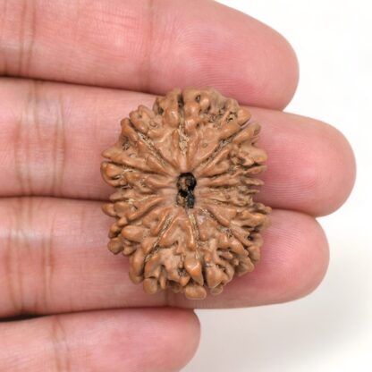 12-Mukhi-Rudraksha-Nepal-Collector-11-Hand