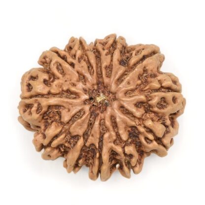 12-Mukhi-Rudraksha-Nepal-Collector-6