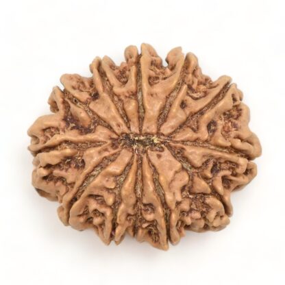 12-Mukhi-Rudraksha-Nepal-Collector-6-Back