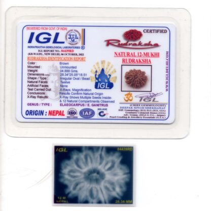 12-Mukhi-Rudraksha-Nepal-Collector-6-Certificate