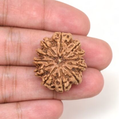 12-Mukhi-Rudraksha-Nepal-Collector-6-Hand