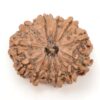 12-Mukhi-Rudraksha-Nepal-Collector-7