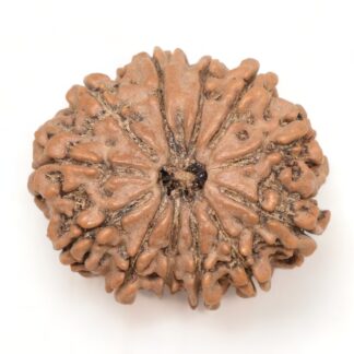 12-Mukhi-Rudraksha-Nepal-Collector-7