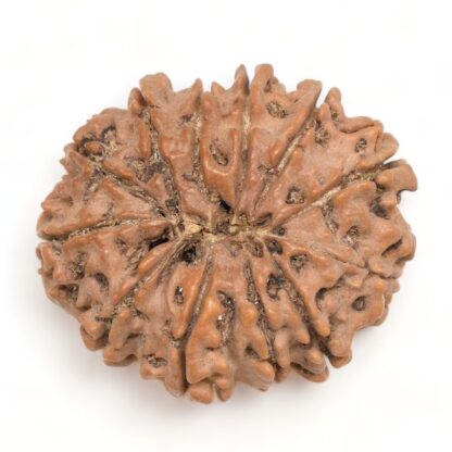 12-Mukhi-Rudraksha-Nepal-Collector-7-Back