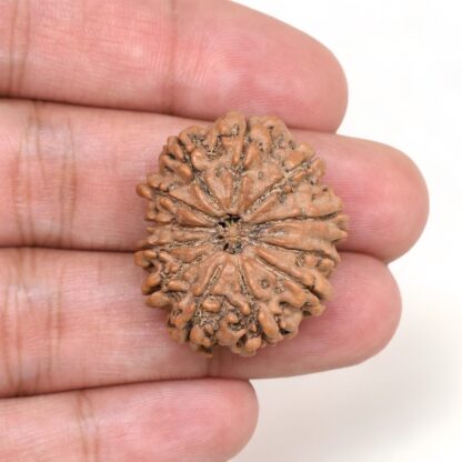 12-Mukhi-Rudraksha-Nepal-Collector-7-Hand