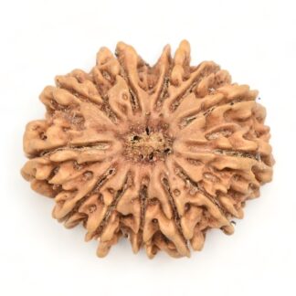 12-Mukhi-Rudraksha-Nepal-Collector-8