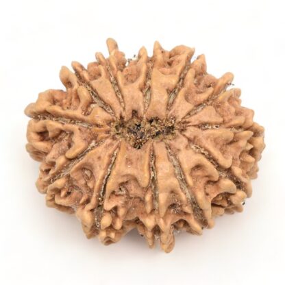 12-Mukhi-Rudraksha-Nepal-Collector-8-Back