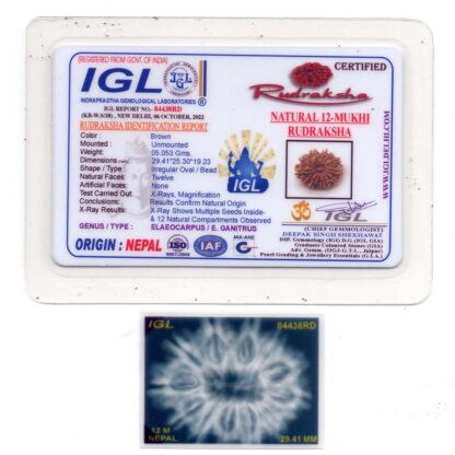 12-Mukhi-Rudraksha-Nepal-Collector-8-Certificate