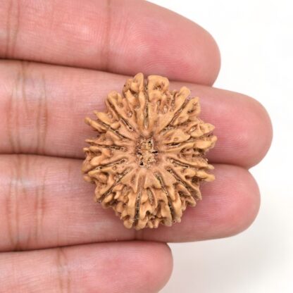 12-Mukhi-Rudraksha-Nepal-Collector-8-Hand