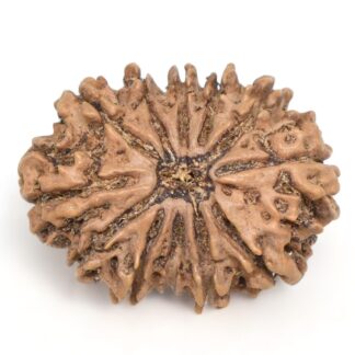 12-Mukhi-Rudraksha-Nepal-Collector-9