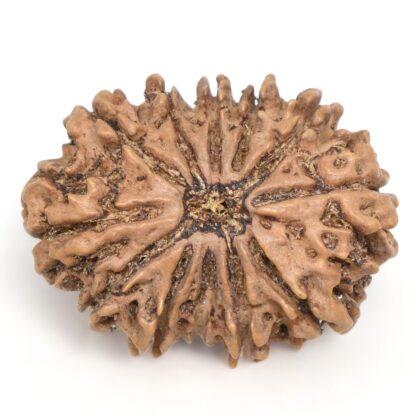 12-Mukhi-Rudraksha-Nepal-Collector-9