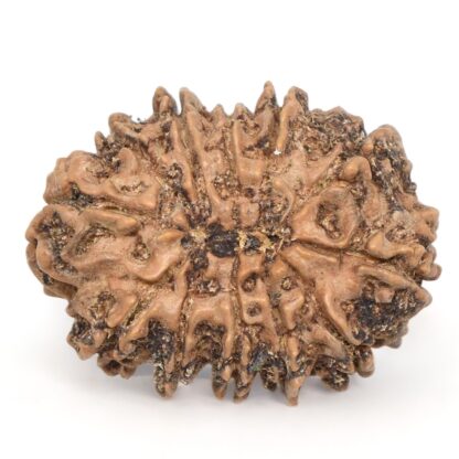 12-Mukhi-Rudraksha-Nepal-Collector-9-Back