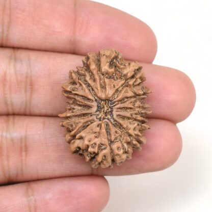 12-Mukhi-Rudraksha-Nepal-Collector-9-Hand