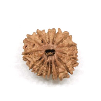 14-Mukhi-Rudraksha-Nepal-1